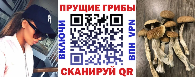 Псилоцибиновые грибы Psilocybine cubensis Барабинск